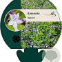 Amsonia 'Blue Ice' GM P9