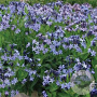 Amsonia 'Blue Ice' GM P9