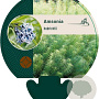 Amsonia hubrichtii GM P9
