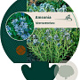 Amsonia tabernaemontana GM P9