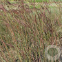 Andropogon gerardii GM P9