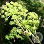 Angelica archangelica GM P9