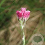 Antennaria dioica 'Rubra' GM P9