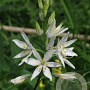 Anthericum liliago GM P9