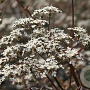 Anthriscus sylvestris 'Ravenswing' GM P9