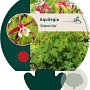 Aquilegia 'Crimson Star' GM P9