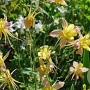 Aquilegia McKana Hybrids GM P9