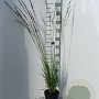 Molinia caerulea GM 2,0L