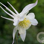Aquilegia 'Silver Queen' GM P9