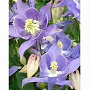 Aquilegia 'Sky Blue' GM P9