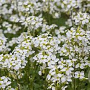 Arabis caucasica GM P9