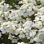 Arabis caucas. 'Schneehaube' GM P9