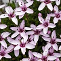 Arenaria purpurascens GM P9