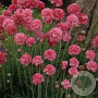 Armeria mar. 'Rosea' GM P9