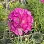Armeria mar. 'Rosea' GM P9