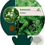 Armoracia rusticana GM P9