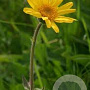 Arnica montana GM P9