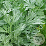 Artemisia absinthium GM P9