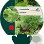 Artemisia absinthium GM P9