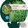 Artemisia dracunculus GM P9