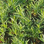 Artemisia dracunculus 'French Dragon' GM P9
