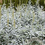 Artemisia ludoviciana GM P9