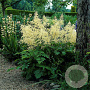 Aruncus dioicus GM P9