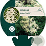 Aruncus dioicus 'Kneiffii' GM P9