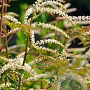 Aruncus 'Horatio' GM P9
