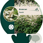 Aruncus 'Horatio' GM P9