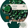 Asarum europaeum GM P9