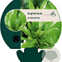 Asplenium scolopendrium GM P9