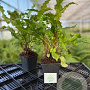 Asplenium scolopendrium GM P9