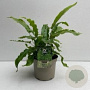 Asplenium scolopendrium GM P9