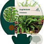 Asplenium trichomanes GM P9
