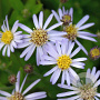 Aster ageratoides 'Adustus Nanus' GM P9