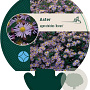Aster ageratoides 'Asran' GM P9