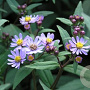 Aster ageratoides 'Harry Schmidt' GM P9