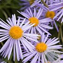 Aster alpellus 'Triumph' GM P9