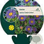 Aster alpinus 'Dunkle Schöne' GM P9