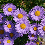 Aster alpinus 'Goliath' GM P9