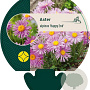 Aster alpinus 'Happy End' GM P9