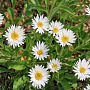 Aster alpinus 'X White' GM P9