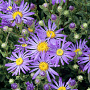 Aster amellus 'Blue King' GM P9