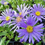 Aster amellus 'Blue King' GM P9