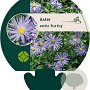 Aster amellus 'Blue King' GM P9