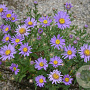 Aster amellus 'Breslau' GM P9