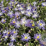 Aster amellus 'Butzemann' GM P9