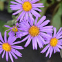 Aster amellus 'Rudolf Goethe' GM P9