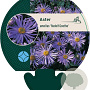 Aster amellus 'Rudolf Goethe' GM P9